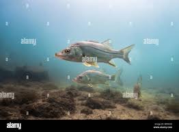 Image result for Centropomus parallelus