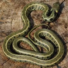 Attēlu rezultāti vaicājumam “Natrix natrix”