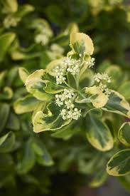 Attēlu rezultāti vaicājumam “Euonymus flower”