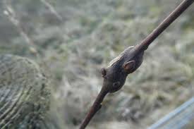 Attēlu rezultāti vaicājumam “Rabdophaga salicis”