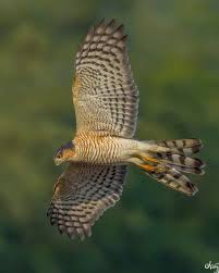 Attēlu rezultāti vaicājumam “Accipiter nisus male”