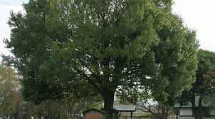 Image result for White Oak Aikido Reading