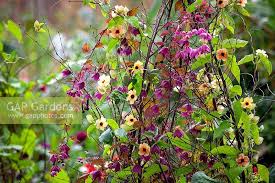 Image result for Rhodochiton atrosanguineum