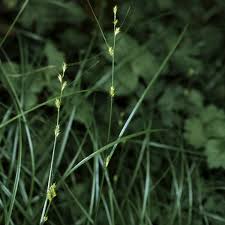 Attēlu rezultāti vaicājumam “Carex remota”