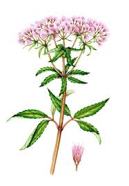 Attēlu rezultāti vaicājumam “Eupatorium cannabinum flower”