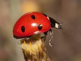 Attēlu rezultāti vaicājumam “Coccinella septempunctata”