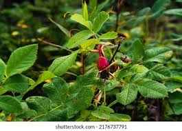 Attēlu rezultāti vaicājumam “Rosa majalis fruit”