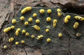 Attēlu rezultāti vaicājumam “Physarum nitens”