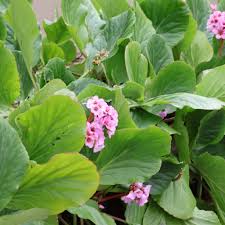 Attēlu rezultāti vaicājumam “Bergenia crassifolia”