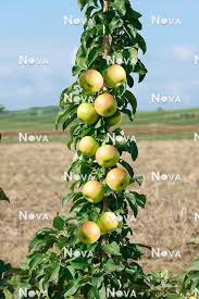 Attēlu rezultāti vaicājumam “Malus domestica”