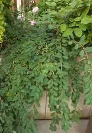 Attēlu rezultāti vaicājumam “Exochorda giraldii var. wilsonii”