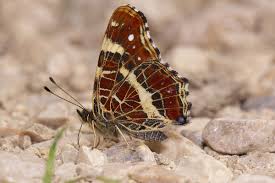 Attēlu rezultāti vaicājumam “Araschnia levana”