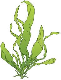 Attēlu rezultāti vaicājumam “Enteromorpha sp.”