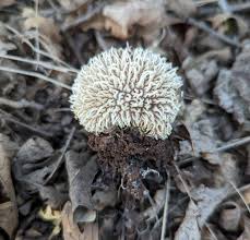 Attēlu rezultāti vaicājumam “Lycoperdon echinatum”