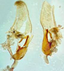 Attēlu rezultāti vaicājumam “Anania coronata”