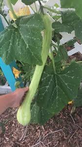 Image result for tromboncino