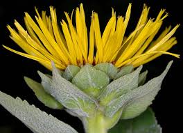 Image result for Inula helenium