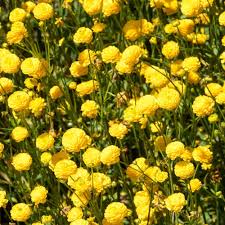 Attēlu rezultāti vaicājumam “Ranunculus repens flower”