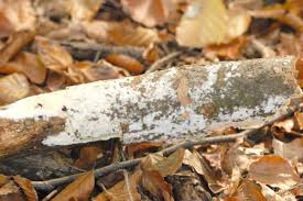 Attēlu rezultāti vaicājumam “Ceriporia”