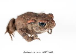 Attēlu rezultāti vaicājumam “Bufo bufo juvenile”