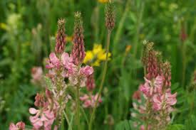 Image result for Onobrychis viciifolia