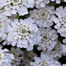 Image result for Iberis amara