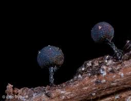 Attēlu rezultāti vaicājumam “Badhamiopsis scripta spores”