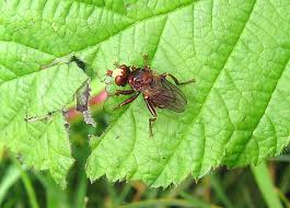 Attēlu rezultāti vaicājumam “Sicus ferrugineus”