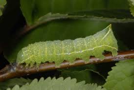 Attēlu rezultāti vaicājumam “Amphipyra pyramidea”