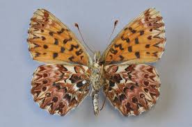 Attēlu rezultāti vaicājumam “Boloria titania underside”