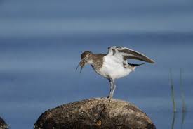 Attēlu rezultāti vaicājumam “Actitis hypoleucos adult”