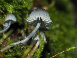Attēlu rezultāti vaicājumam “Mycena pseudocorticola”