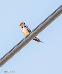 Attēlu rezultāti vaicājumam “Hirundinidae”