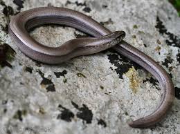 Attēlu rezultāti vaicājumam “Anguis fragilis”