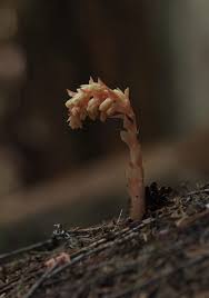 Attēlu rezultāti vaicājumam “Monotropa hypopitys”