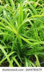 Attēlu rezultāti vaicājumam “Carex sylvatica leaf”