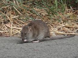 Attēlu rezultāti vaicājumam “Rattus norvegicus”