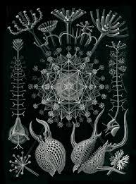 Image result for ernst haeckel