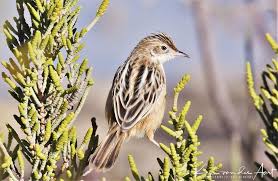 Image result for Cisticola juncidis