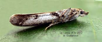 Attēlu rezultāti vaicājumam “Zophodia grossulariella”