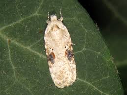 Attēlu rezultāti vaicājumam “Agonopterix alstromeriana”