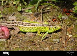 Attēlu rezultāti vaicājumam “Lacerta agilis male”