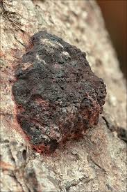 Attēlu rezultāti vaicājumam “Fuligo cinerea spores”