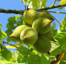 Attēlu rezultāti vaicājumam “Juglans x sinensis fruit”