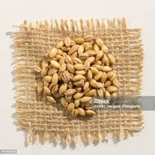 Attēlu rezultāti vaicājumam “Hordeum vulgare fruit”