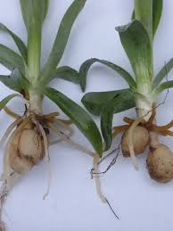 Attēlu rezultāti vaicājumam “Orchis mascula bud”