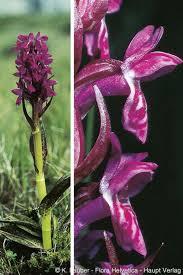Attēlu rezultāti vaicājumam “Dactylorhiza cruenta leaf”