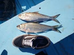 Image result for Alosa sapidissima