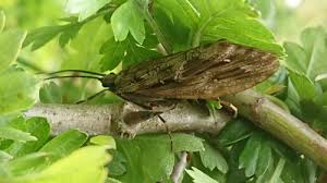 Attēlu rezultāti vaicājumam “Phryganeidae”