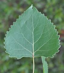 Attēlu rezultāti vaicājumam “Populus x petrowskyana leaf”